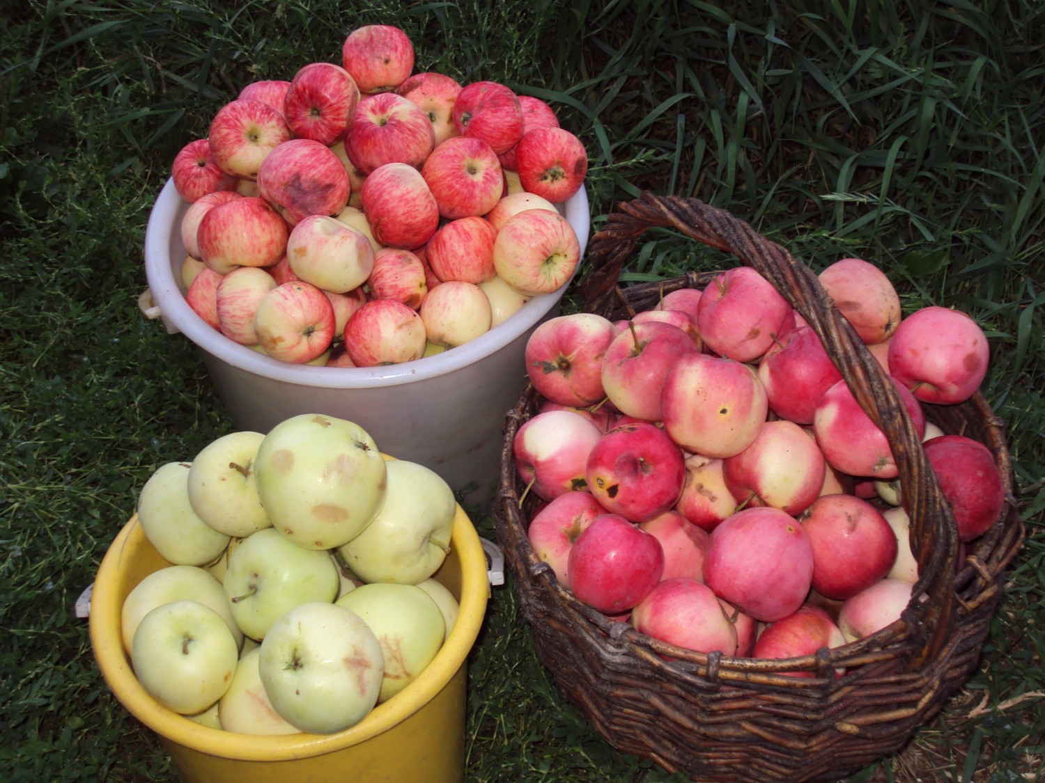 Сорта ароматных яблок